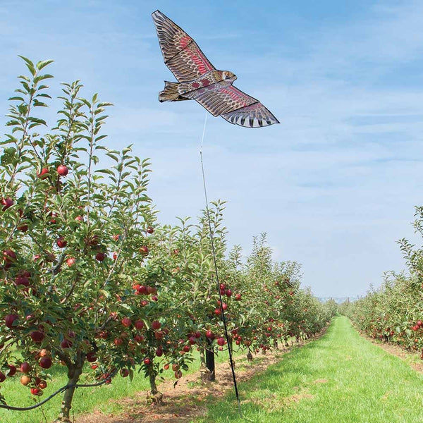 EFFAROUCHEUR RAPACE VOLANT (8)