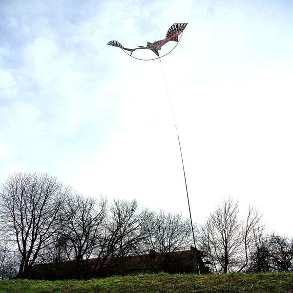 EFFAROUCHEUR RAPACE VOLANT (9)