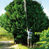 files/2847-pompe-lance-pulv_C3_A9-situation-arbre.jpg
