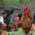 files/4672-grillage-a-poules-situation-2.jpg