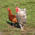 files/4672-grillage-a-poules-situation.jpg