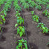 files/6628-situation_tuyau_irrigation_300m.jpg