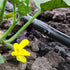 files/6628-zoom_tuyau_irrigation.jpg