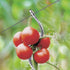 files/tuteur-a-tomate-avec-chas-lot-de-15-329103-web-1.jpg