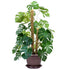 files/tuteur-fibre-de-coco-chap6626-web-2.jpg