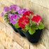 products/6624-3_pots_montage_geranium_web.jpg