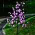 products/9491_fleur-cerisier-situation-web.jpg